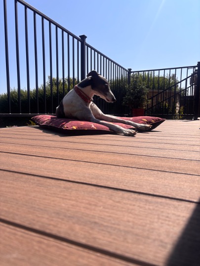 our dog loved it on the new decking in capel le fern